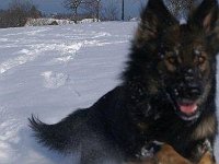 Ki-Shani